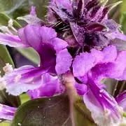 Montel tragic rise fall of Jar Jar Binks