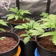 🥊🥧🍧🐐☕️🐓🔩🍌