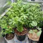 Montel tragic rise fall of Jar Jar Binks