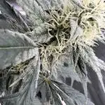 🍓🍰🤨🌿🍑🍪🍎