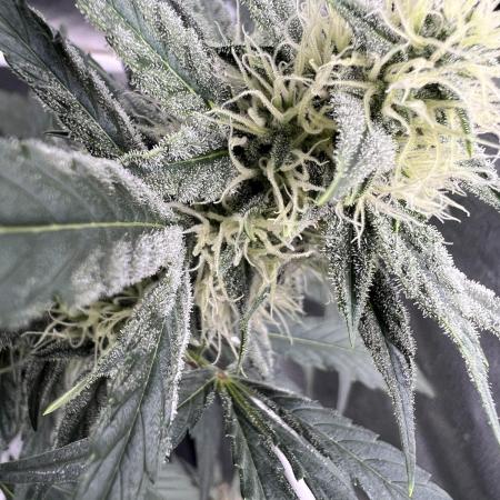 🍓🍰🤨🌿🍑🍪🍎