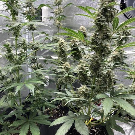 🍓🍰🤨🌿🍑🍪🍎