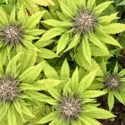 🥊🥧🍧🐐☕️🐓🔩🍌