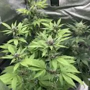 🥊🥧🍧🐐☕️🐓🔩🍌