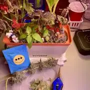 🍓🍰🤨🌿🍑🍪🍎