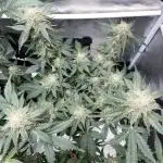🌿🔱 OG Triploid Auto: Humboldt Seed