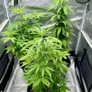 🎃🧛‍♂️😈💀🎃 '25