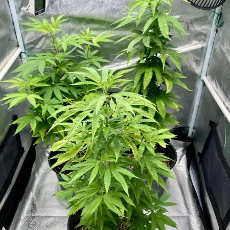 🎃🧛‍♂️😈💀🎃 '25