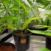 Montel tragic rise fall of Jar Jar Binks