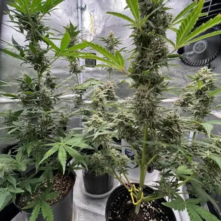 🍓🍰🤨🌿🍑🍪🍎