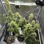 🍓🍰🤨🌿🍑🍪🍎