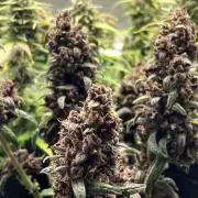 CBD Pink Kush AUTO by Seedsman 