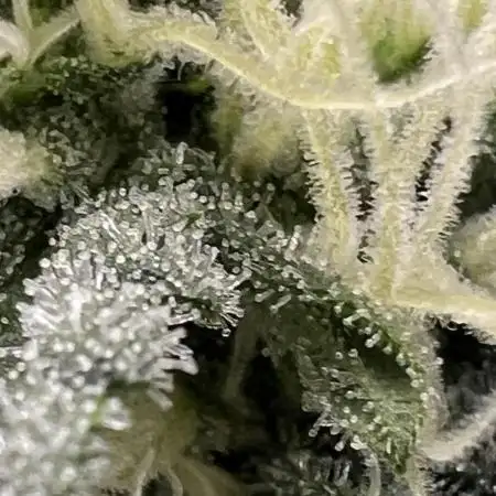🍓🍰🤨🌿🍑🍪🍎