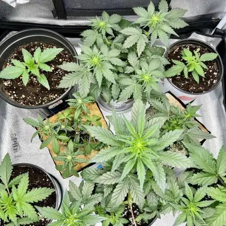🍓🍰🍌🍆🥊🤨🌿🍑🍪🍎