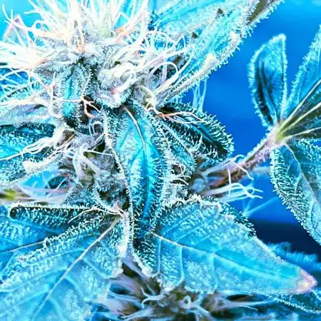 🍓🍰🍌🍆🥊🤨🌿⚡️⚡️
