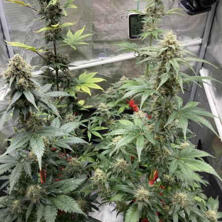 🎃🧛‍♂️😈💀🎃