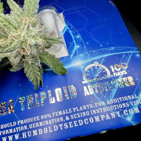 🌿🔱 OG Triploid Auto: Humboldt Seed