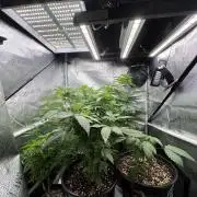 Montel tragic rise fall of Jar Jar Binks