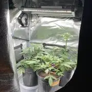 🥊🥧🍧🐐☕️🐓🔩🍌