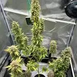 🍓🍰🤨🌿🍑🍪🍎