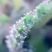 🎃🧛‍♂️🦃🎅🎄'25