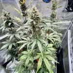 🎃🧛‍♂️😈💀🎃