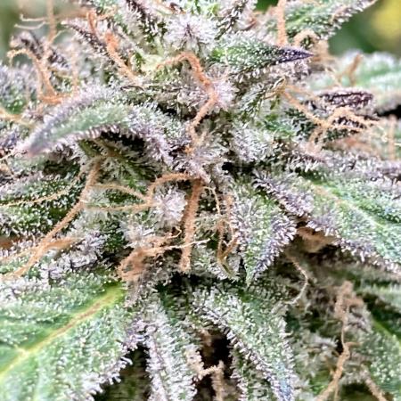 🌿🔱 OG Triploid Auto: Humboldt Seed