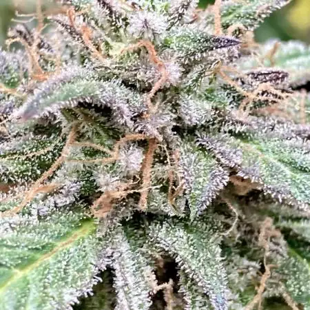 🌿🔱 OG Triploid Auto: Humboldt Seed