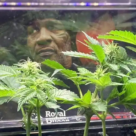 🥊🐐☕️🦍🍪🦍💨