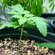 Montel tragic rise fall of Jar Jar Binks