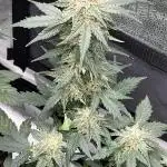 🌿🔱 OG Triploid Auto: Humboldt Seed