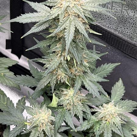 🌿🔱 OG Triploid Auto: Humboldt Seed
