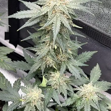 🌿🔱 OG Triploid Auto: Humboldt Seed