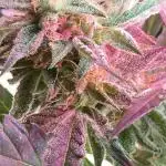 🍓🍰🤨🌿🍑🍪🍎