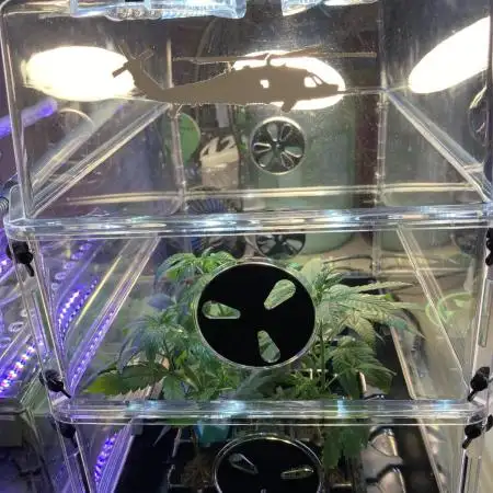 🌿🔱 OG Triploid Auto: Humboldt Seed