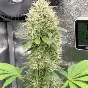 🥊🥧🍧🐐☕️🐓🔩🍌