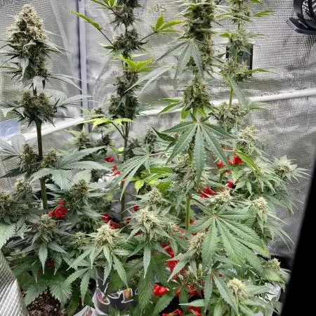 🎃🧛♂️😈💀🎃