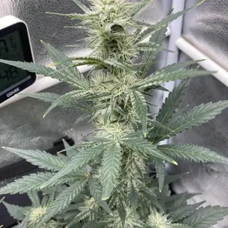 🍓🍰🤨🌿🍑🍪🍎