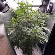 Montel tragic rise fall of Jar Jar Binks