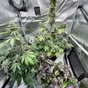 🥊🥧🍧🐐☕️🐓🔩🍌