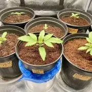 🥊🥧🍧🐐☕️🐓🔩🍌