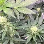 🍓🍰🍌🍆🥊🤨🌿🍑🍪🍎