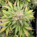 🎃🧛‍♂️😈💀🎃