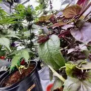 🥊🥧🍧🐐☕️🐓🔩🍌