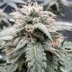 🌿🔱 OG Triploid Auto: Humboldt Seed