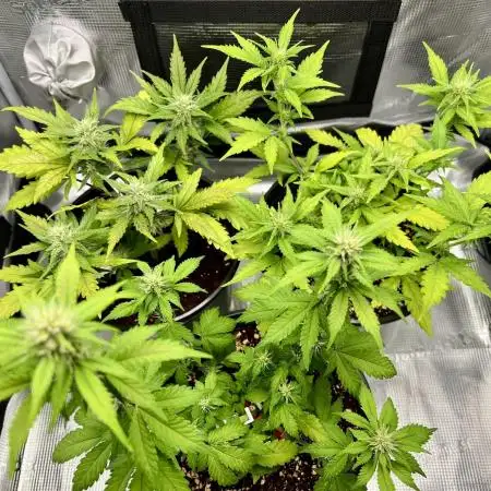 🔥📦RF3 AUTO by Fast Buds