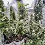 🍓🍰🤨🌿🍑🍪🍎