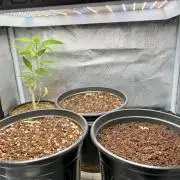 🔥📦RF3 AUTO by Fast Buds