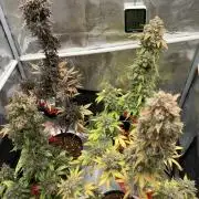 🎃🧛‍♂️😈💀🎃 '25