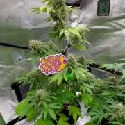 🥊🥧🍧🐐☕️🐓🔩🍌